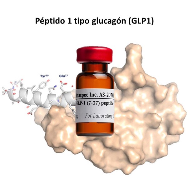 Glp 1 Péptido 1 Tipo Glucagón Sebbm 0566