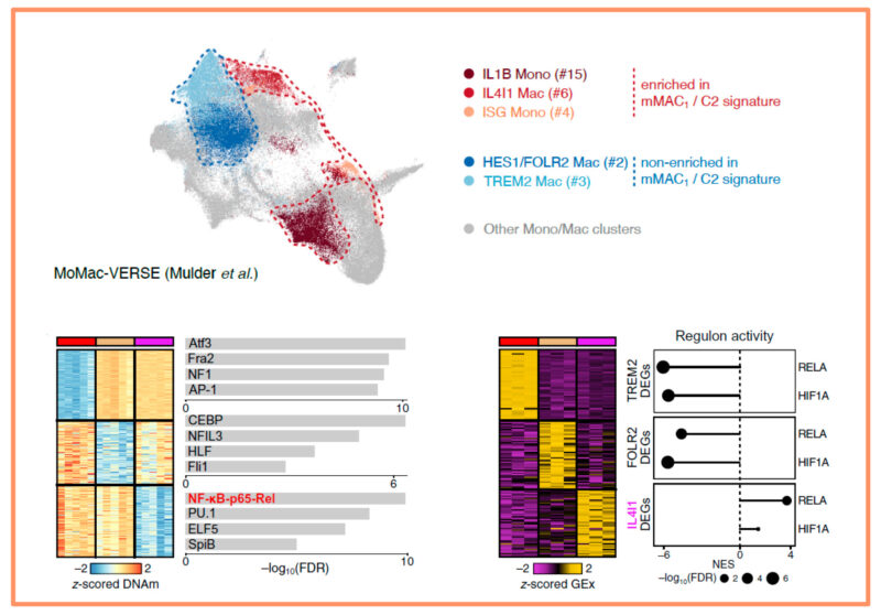 NF-κB and TET2 promote macrophage reprogramming in hypoxia that ...